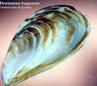 Quagga Mussel