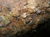 Quagga Mussle